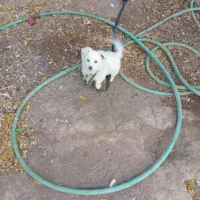 توله اشپیتز ماده|سگ|رفسنجان, |دیوار