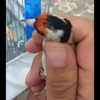 جوجه سره امسال|پرنده|قرچک, داوود آباد|دیوار