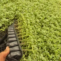 نشا گوجه فلفل بادمجان کلم گل کلم هندوانه