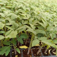 نشا گرجه 8320دستگیر ونشا گرجه 4129درختی دستگیر