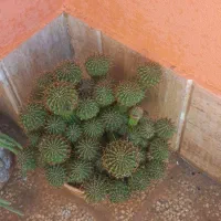 دو عدد گلدان کاکتوس بزرگ خانگی