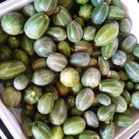 بذر کاپاریس یا کهورگ|گل و گیاه طبیعی|زابل, |دیوار