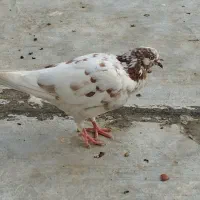 کفتر گم شده