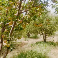 زمین ۲۶۴ متری کاربری باغچه جابان‌ انشعابات‌دماوند|فروش زمین و ملک کلنگی|دماوند, دماوند|دیوار