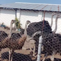 جوجه شتر مرغ گیلان|حیوانات مزرعه|سنگر, |دیوار