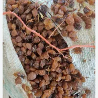 فروش کشمش، پلویی ، تیز آبی و|خوردنی و آشامیدنی|میاندوآب, |دیوار