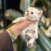 بریتیش گلد تبی