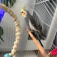 عروس‌هلندی سخنگو