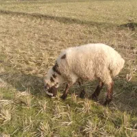 فروش بره نر