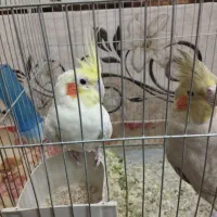 عروس هلندی ماده معامله