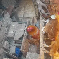 فروش چند عدد خروس سر حال|حیوانات مزرعه|قائم‌شهر, |دیوار