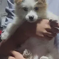 سگ شیتزو بازیگوش|سگ|کرمان, |دیوار