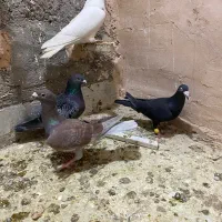 کفتر|پرنده|اسفراین, |دیوار