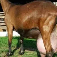 فروش بز های سانن نژاد های پر شیر|حیوانات مزرعه|خسروشاه, |دیوار