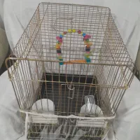 قفس عروس هلندی