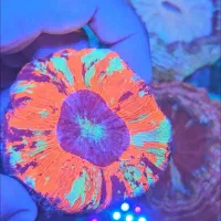 مرجان ریف آکواریوم ابشور آب شور