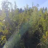 نهال های پر بار بادام ،باغ رویایی شما|خدمات باغبانی و درختکاری|دلیجان, |دیوار