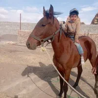 کره اسب|اسب و تجهیزات اسب‌سواری|مهربان, |دیوار