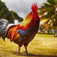 فروش9عدد خروس کوردی