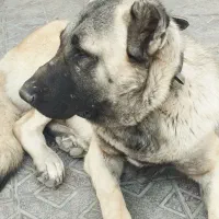 سگ سرابی گمشده یابنده/ مژدگانی|سگ|رباط‌کریم, رباط‌کریم|دیوار