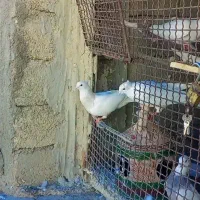 طوقی|پرنده|هلیلان, |دیوار