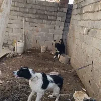 واگذاری سگ نر و ماده