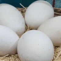 فروش تخم غاز نطفه دار