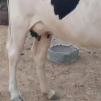 گاو زاییده با گوساله ماده
