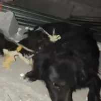 سگ پاکوتاه|سگ|زاهدان, |دیوار