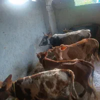 9راس گوساله