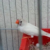 فنج نر و ماده  تخم هم دارن|پرنده|کرمان, |دیوار