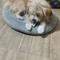 واگذاری رایگان سگ ترییر