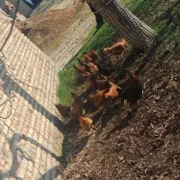 باسلام مرغ خروس خانگی هس سالم تخم گذار21عدد