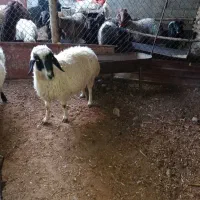 میش
