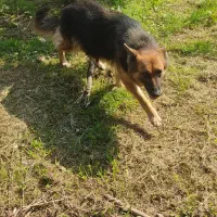 سگ ژرمن نگهبان|سگ|مرزنآباد, |دیوار