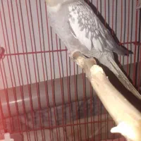 عروس هلند معاوضه با نر لوتینو