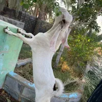 بز گ|حیوانات مزرعه|سیراف, |دیوار