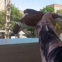 کفتر ساده|پرنده|مشهد, نیزه|دیوار