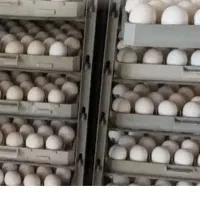 پخش تخم مرغ از تولیدی
