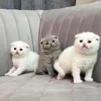 گربه برایش اسکاتیش پرشین
