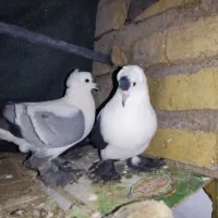 کبوتر زینتی . تزیینی