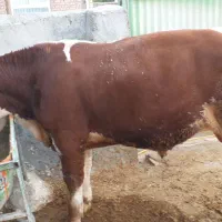 فروش گوساله نر
