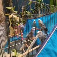 مرغ عشق|پرنده|کرمانشاه, |دیوار