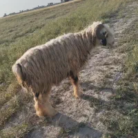 قوچ