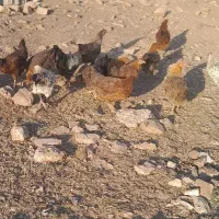 مرغ و خروس