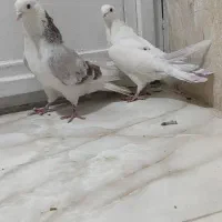 کبوتر غریب|پرنده|کوهدشت, |دیوار