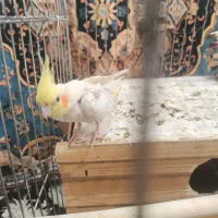 عروس هلندی|پرنده|چهارباغ, |دیوار