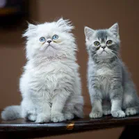 بچه گربه|گربه|بوشهر, |دیوار