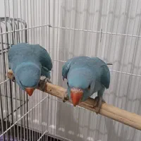 طوطی ملنگو آبی ماده