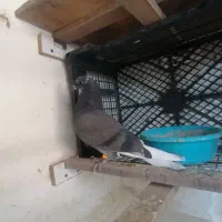 جوجه کفتر غریب پیدا شده|پرنده|بهارستان, |دیوار